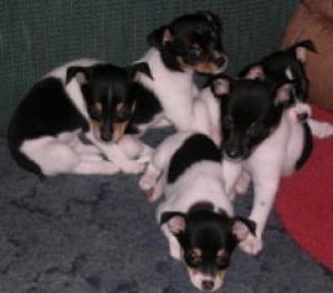 RatTerrierpuppiesforSale